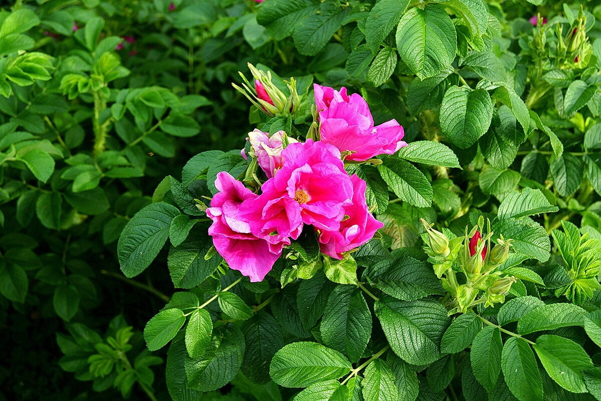 Цветение шиповника... - Игорь Тельцов