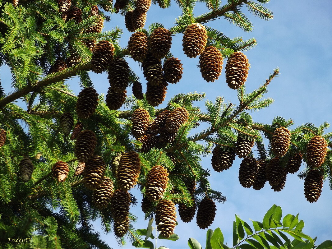 Урожайная ёлочка - Freddy 97