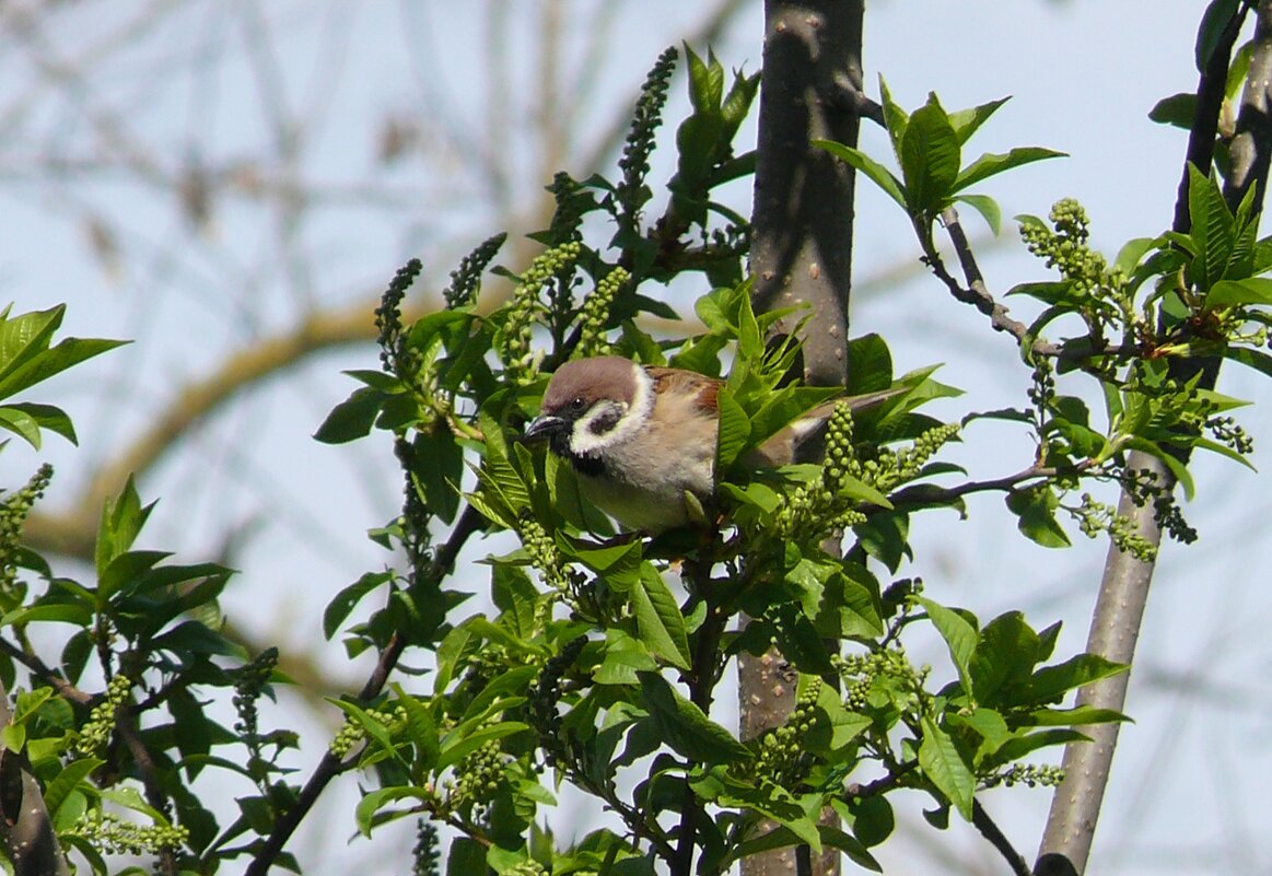 Полевой воробей весной - Елена Елена Полевой воробей весной - Елена Елена