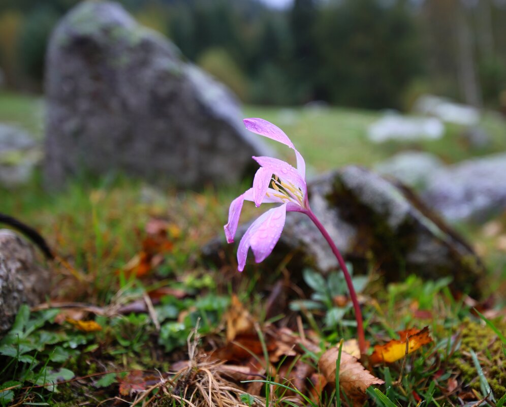 Сентябрь. Архыз. Цветение крокуса - Evgeny Mameev