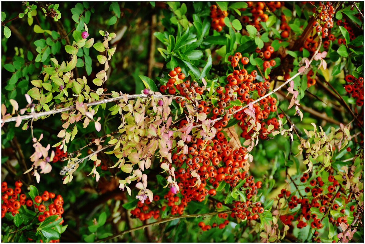 ЭТЮД... - Elvira E. 