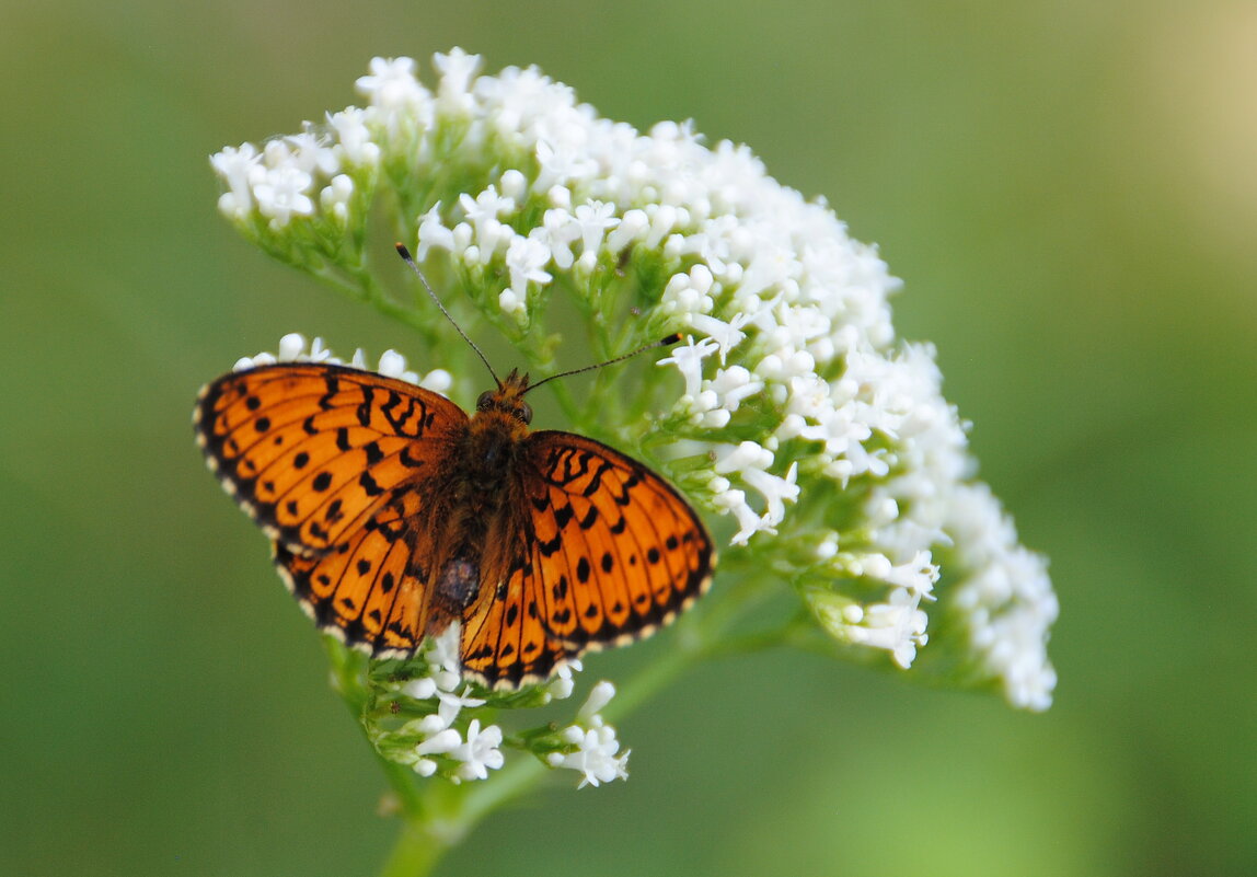 Перламутровка - lyudmila Курлова