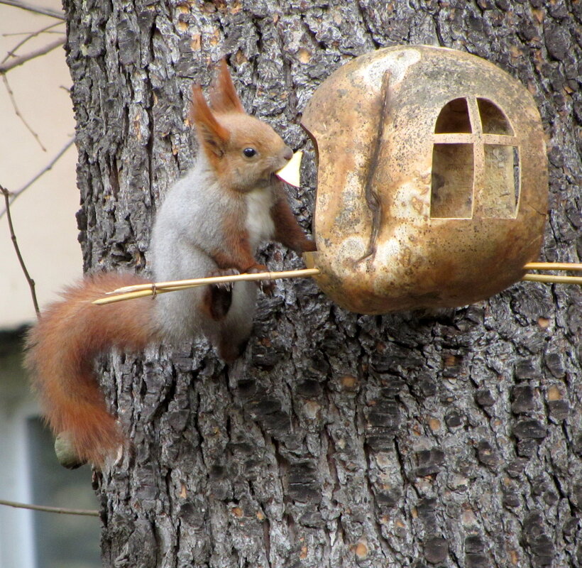 Я белка городская - Валерий Я белка городская - Валерий