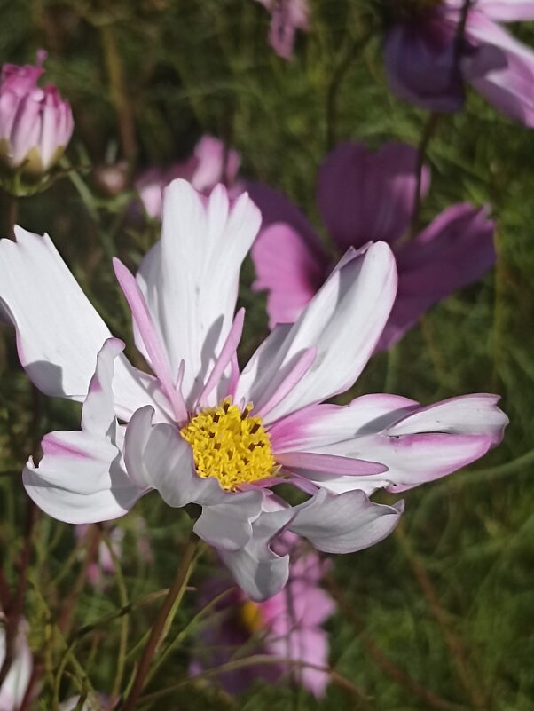 Прекрасные остатки лета. - Pippa 