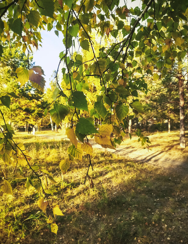 Золотая осень - Сергей Царёв