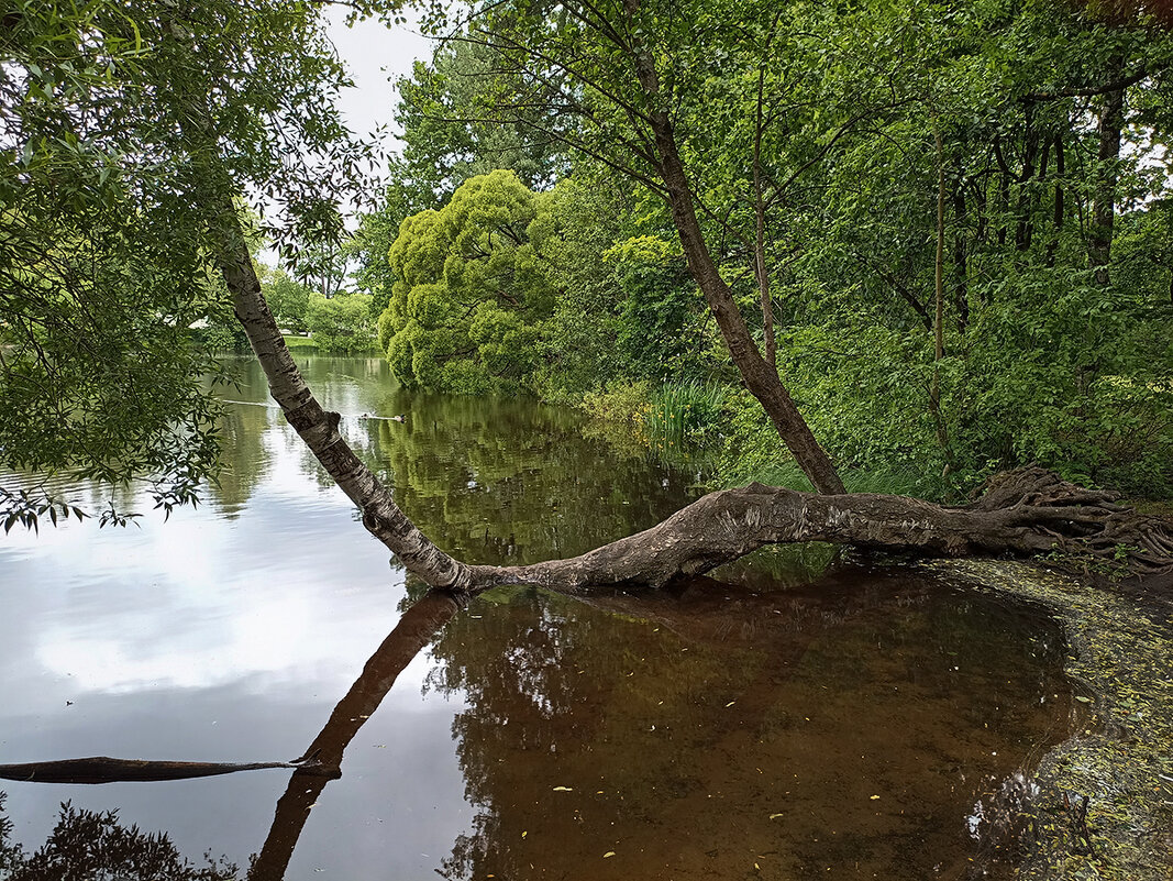 Пейзаж. Летний день. - Лилия *