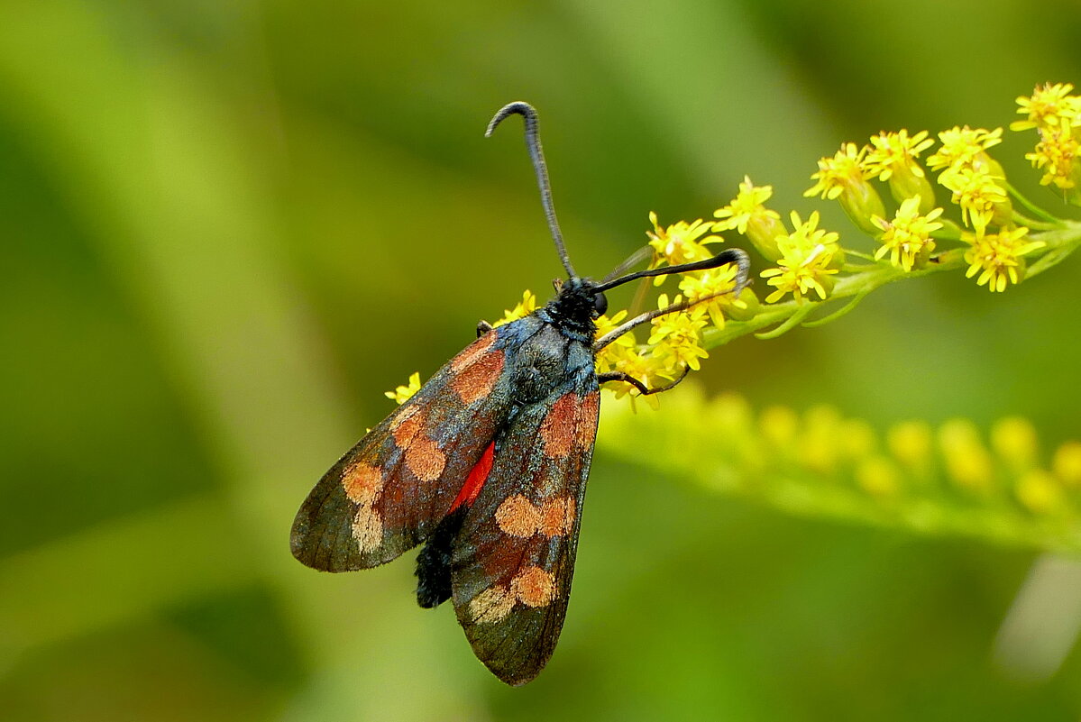 опять про бабочек 1 - Александр Прокудин