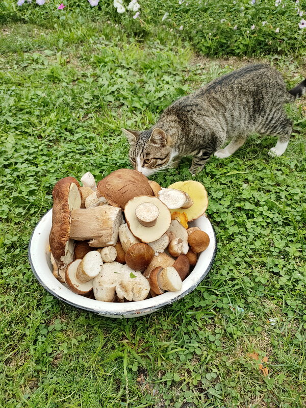 - Нет, это не рыба. - Валерий Судачок - Нет, это не рыба. - Валерий Судачок