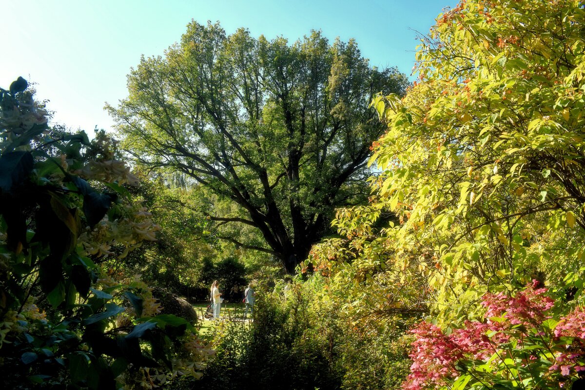 Старый дуб. - Татьяна Помогалова