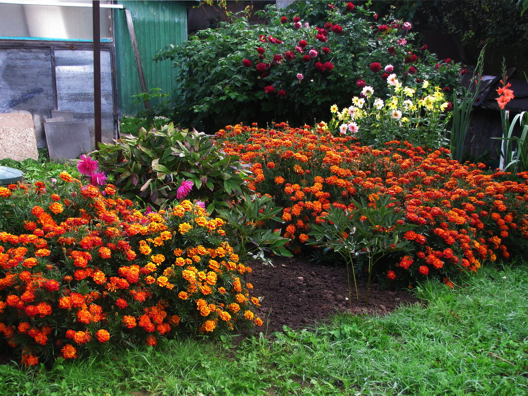 Красота в саду - Людмила Смородинская