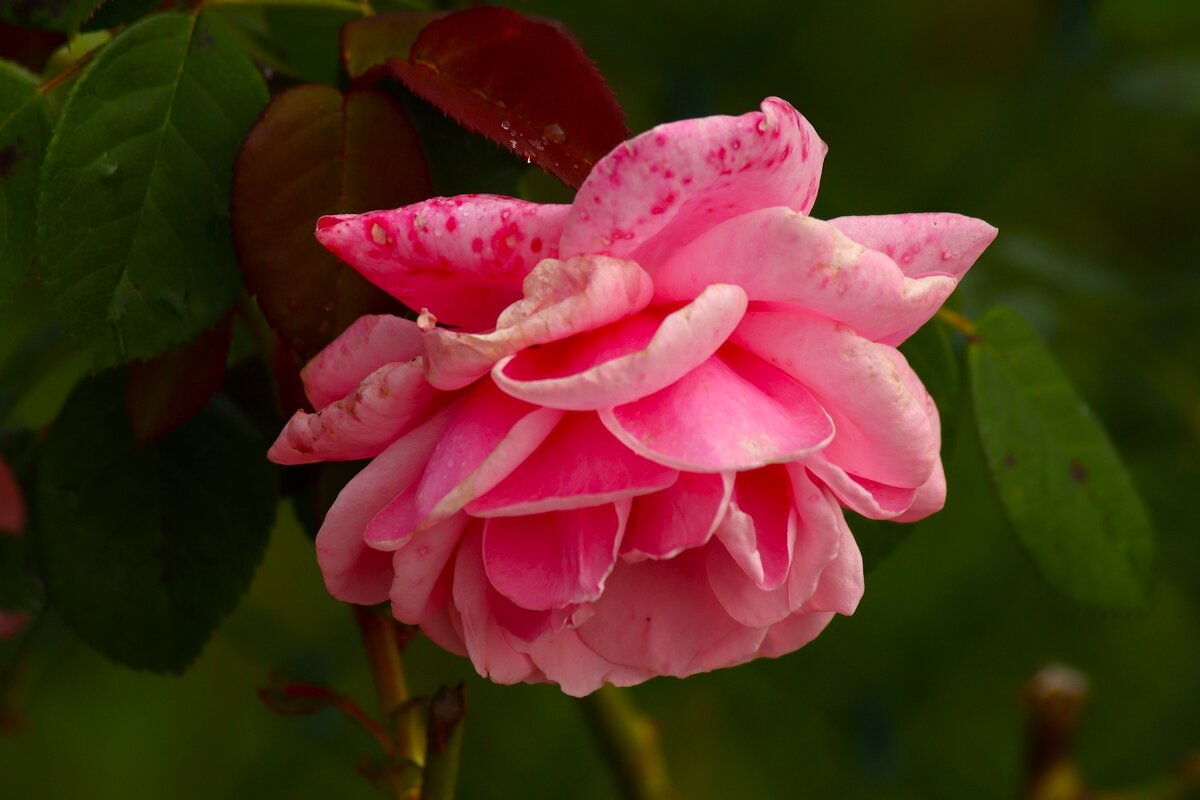 Доброе утро - Юрий. Шмаков