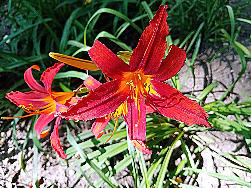 Цветы. - Владимир Драгунский Цветы. - Владимир Драгунский