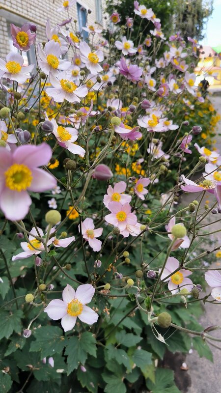 Цветы запоздалые. - Ольга 