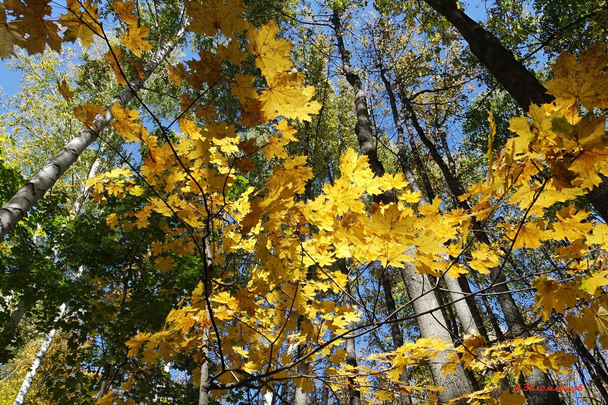 Водит осень золотая хороводы... - Андрей Заломленков Водит осень золотая хороводы... - Андрей Заломленков