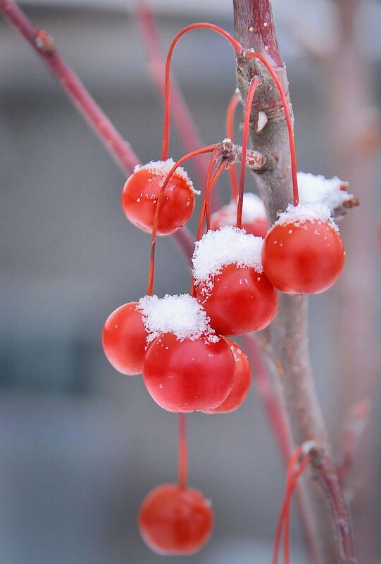 Под первым снегом... - Ирина С