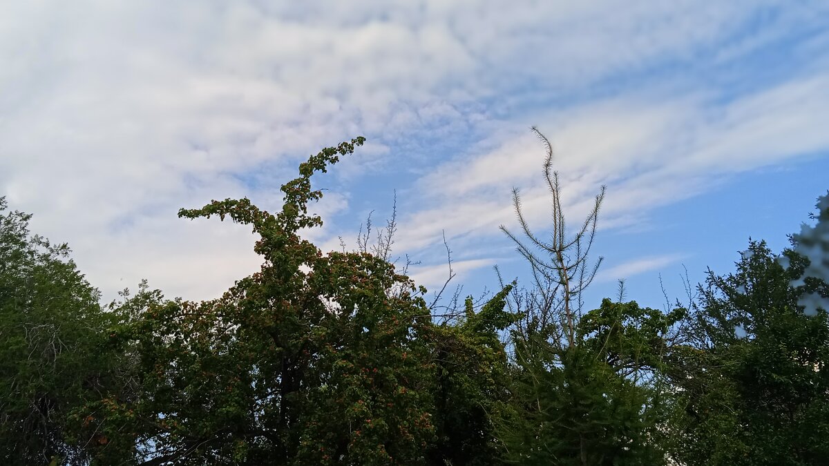 ........ - Елена Шаламова