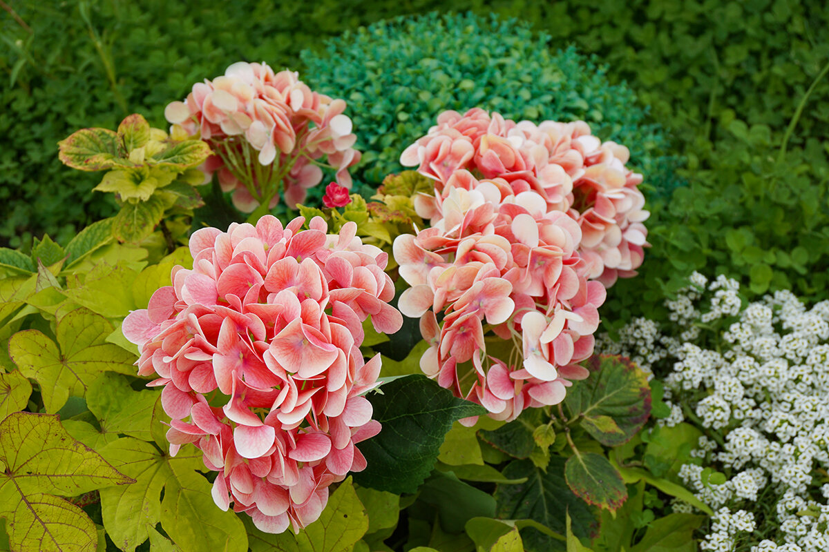 Гортензия - Ольга 