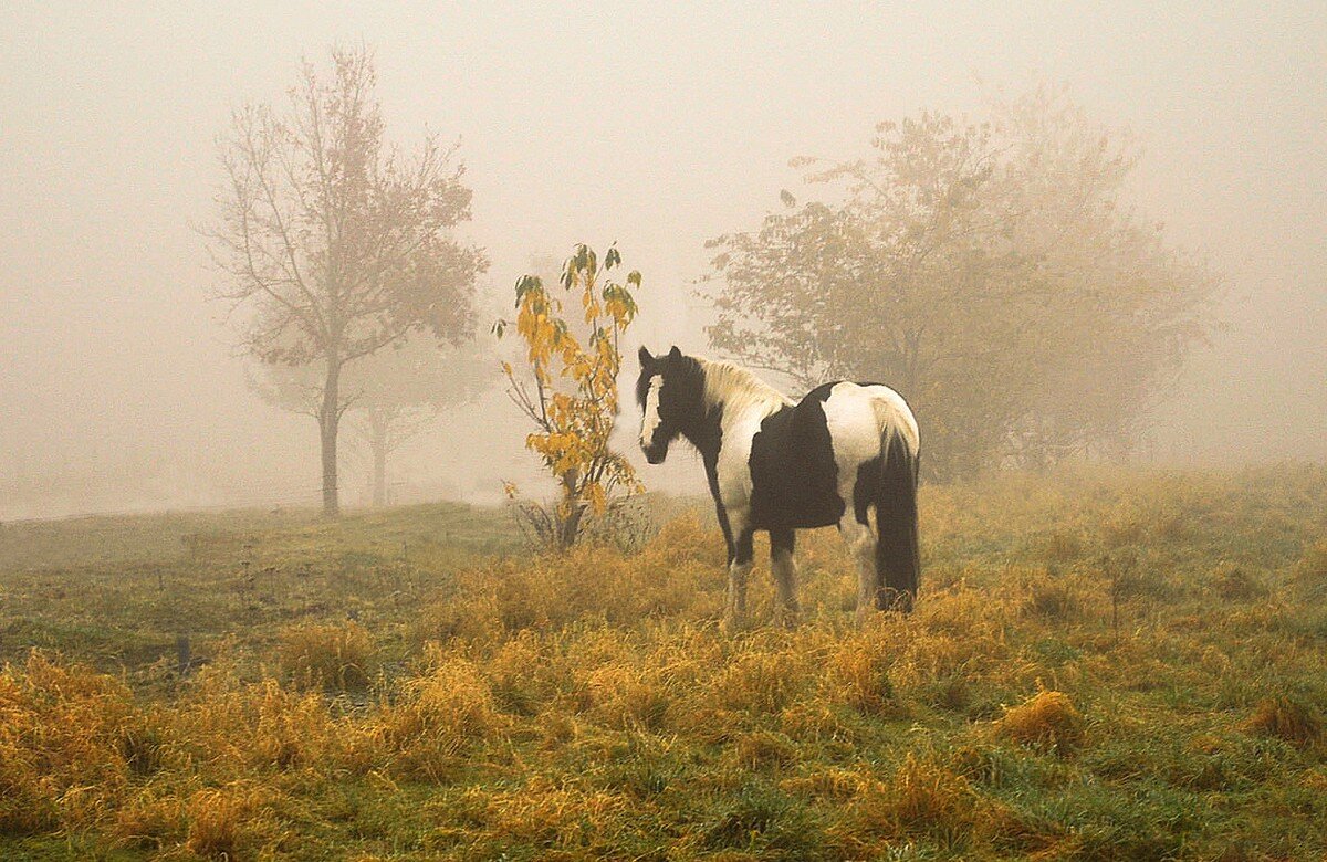 Задумчивое утро - Галина Шеина-Мюльдорфер