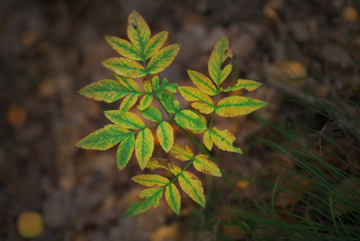 * - Александр Иванов