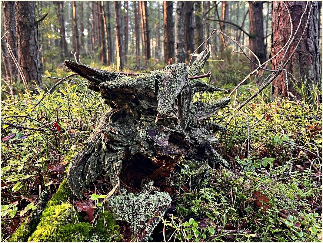Чудище лесное. - Валерия Комова Чудище лесное. - Валерия Комова