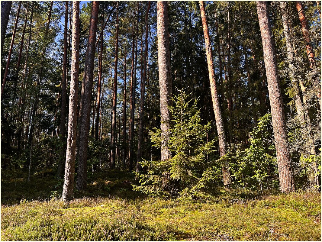 Осенний лес. - Валерия Комова Осенний лес. - Валерия Комова