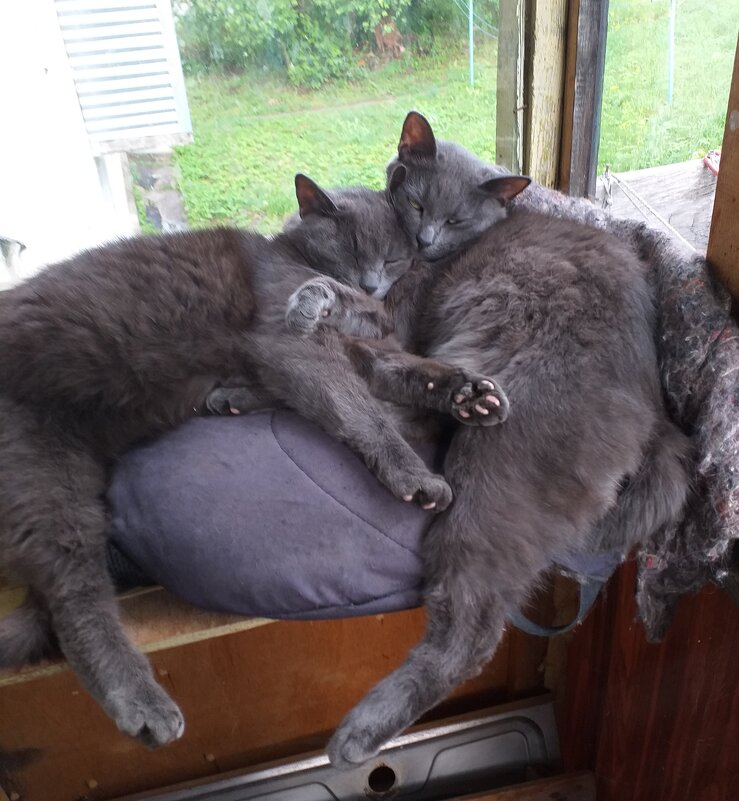 бандерос... - Галина Флора