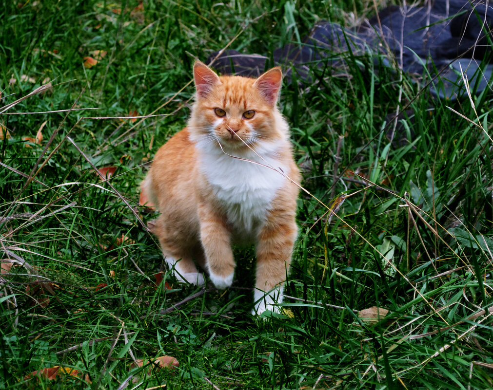Взгляд кота - Александр Лычагин