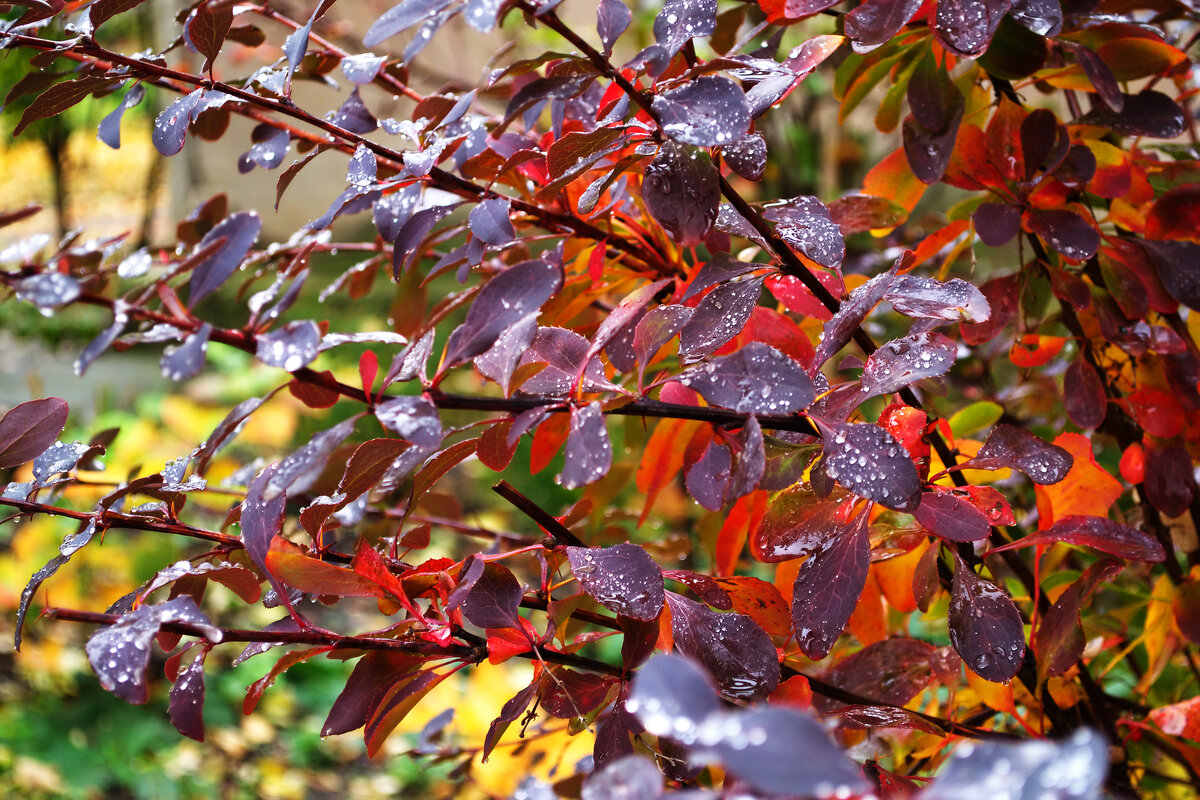 Капли дождя на осенних листьях - Александр Лычагин Капли дождя на осенних листьях - Александр Лычагин
