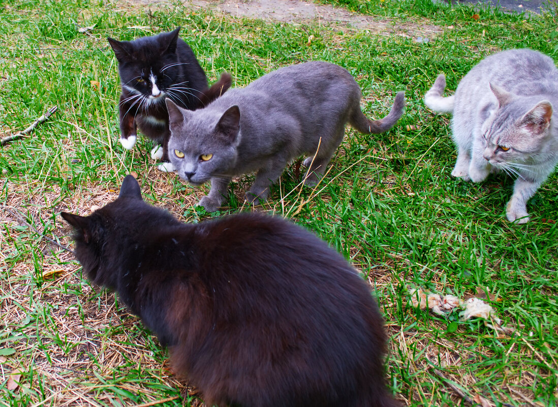 Разборки в кошачьей стае - Александр Лычагин