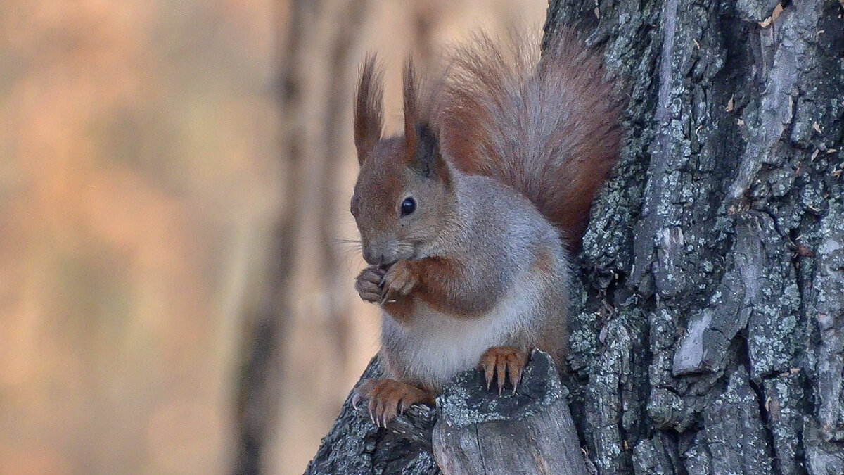 Готова к диалогу - Alexandеr P