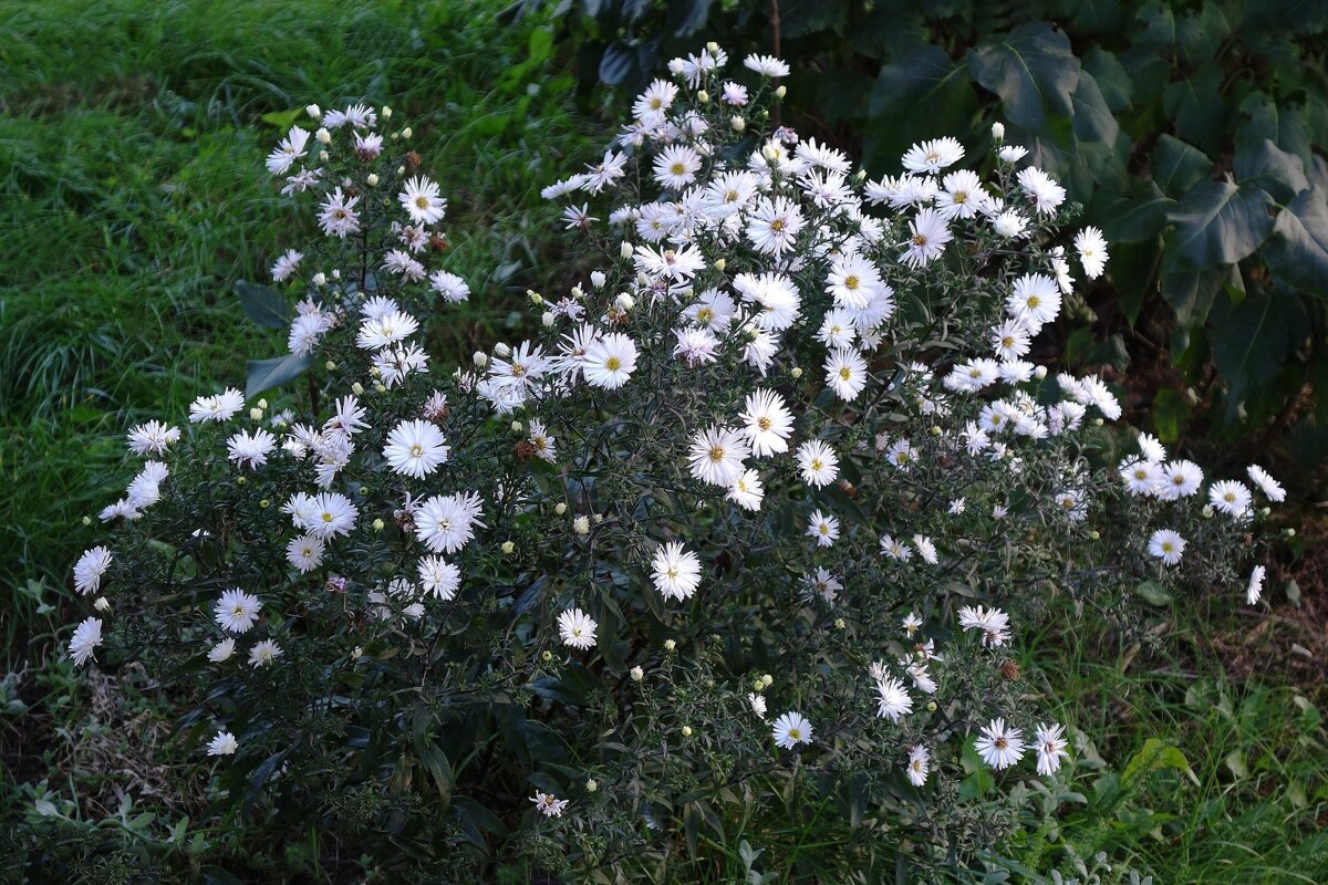 Астра - Рита Симонова