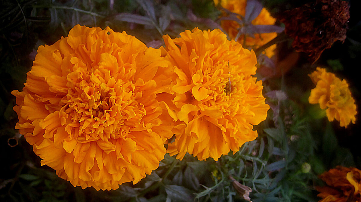 Двое - Елена Семигина