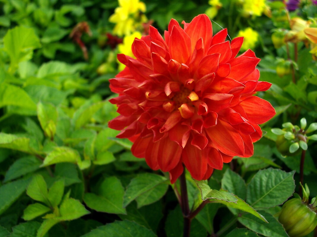 Краса! - Лия ☼ Краса! - Лия ☼