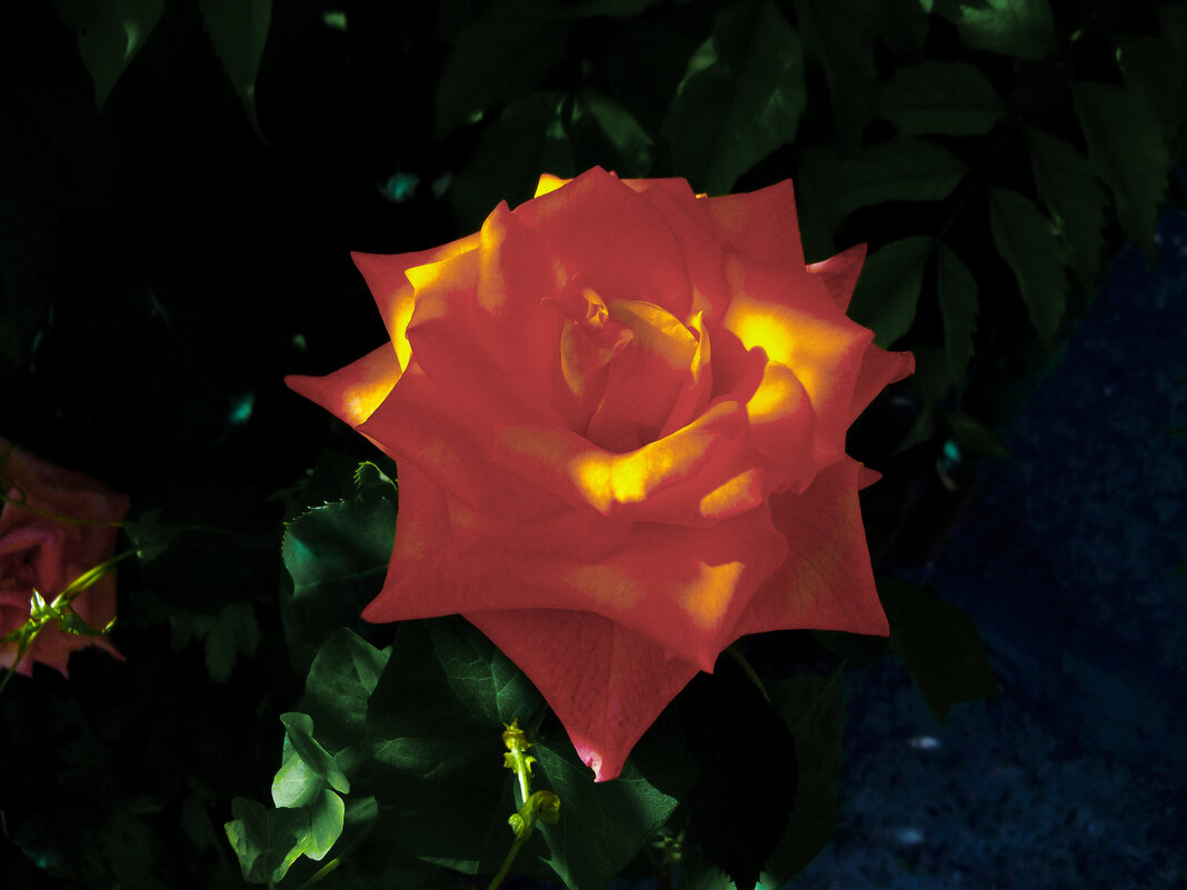 Флоибунда и солнечные лучи - Валентин Семчишин Флоибунда и солнечные лучи - Валентин Семчишин