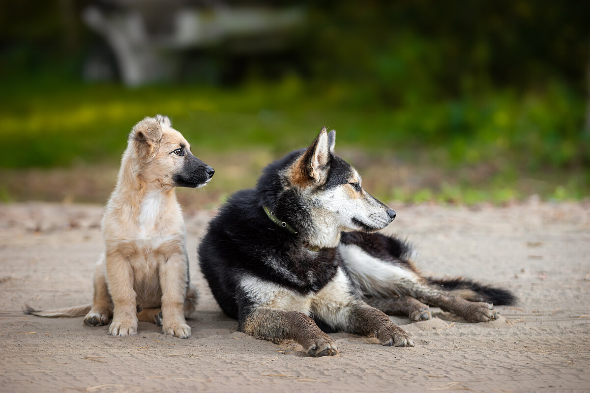 Друзья - Alex Bush