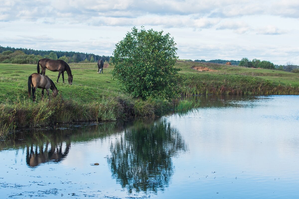 Осенний выгул на берегу речки. - Виктор Евстратов