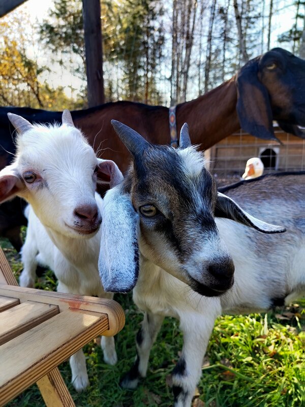 Ребятушки-козлятушки) - Алексей Ильичёв