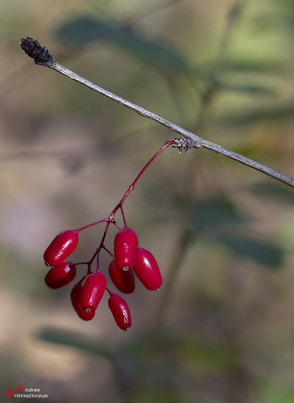 Ягодка - Андрей Пристяжнюк