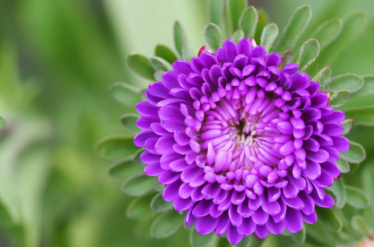 Осени прелестная царица.... - Анна Чехович