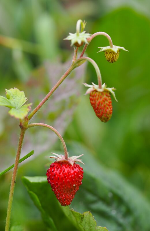 Садовая земляника - Анна Чехович