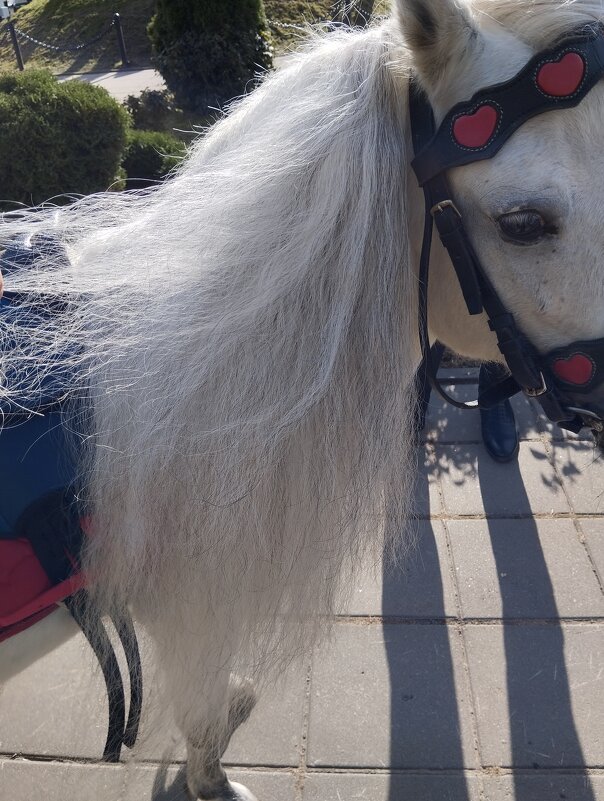 Пленила грива - На-та-ша 