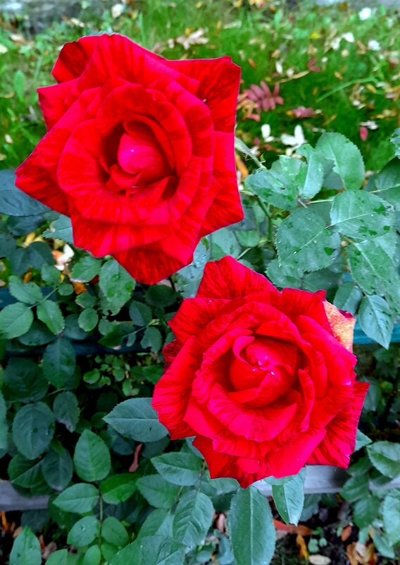 Осенние розы . - Мила Бовкун Осенние розы . - Мила Бовкун