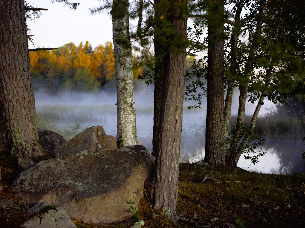 Туманным утром - liudmila drake