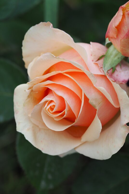 ....... - Анна Чехович