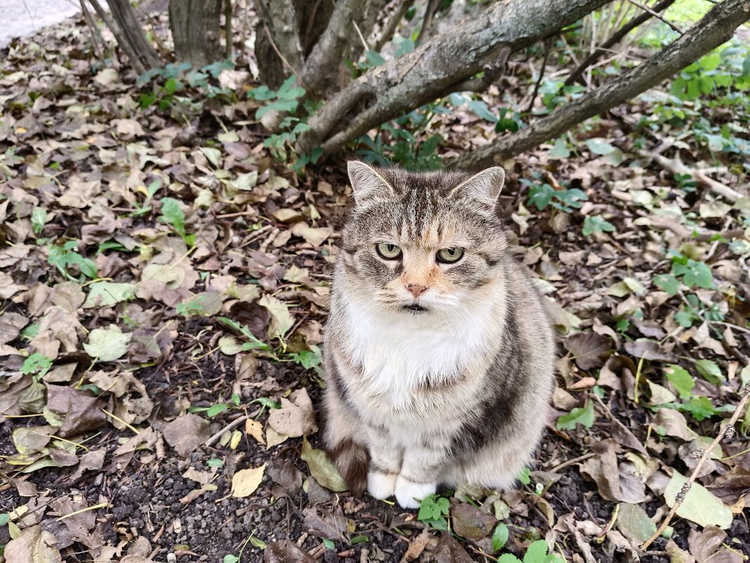 Кошачьи погляделки... - Мария Васильева Кошачьи погляделки... - Мария Васильева