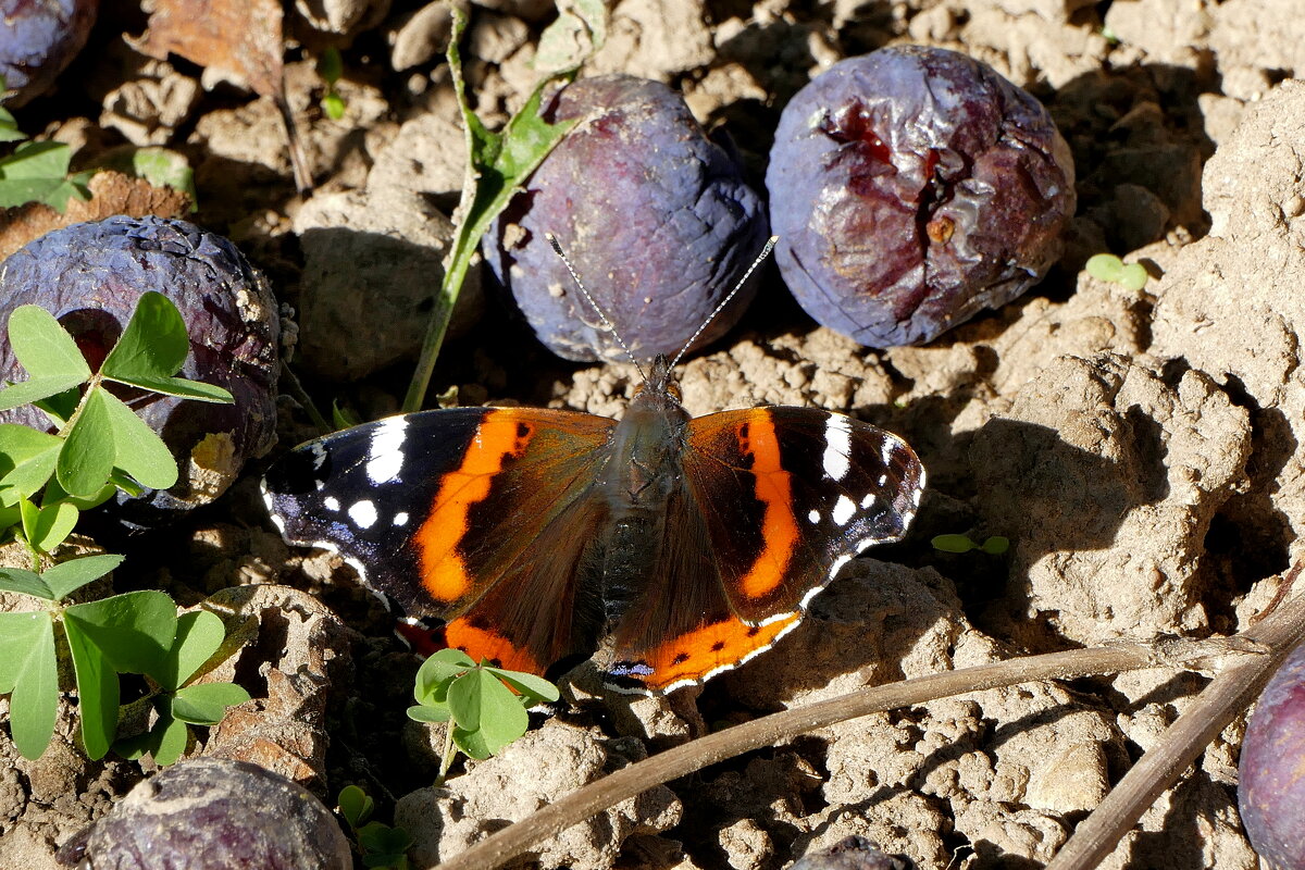 опять про бабочек 7 - Александр Прокудин