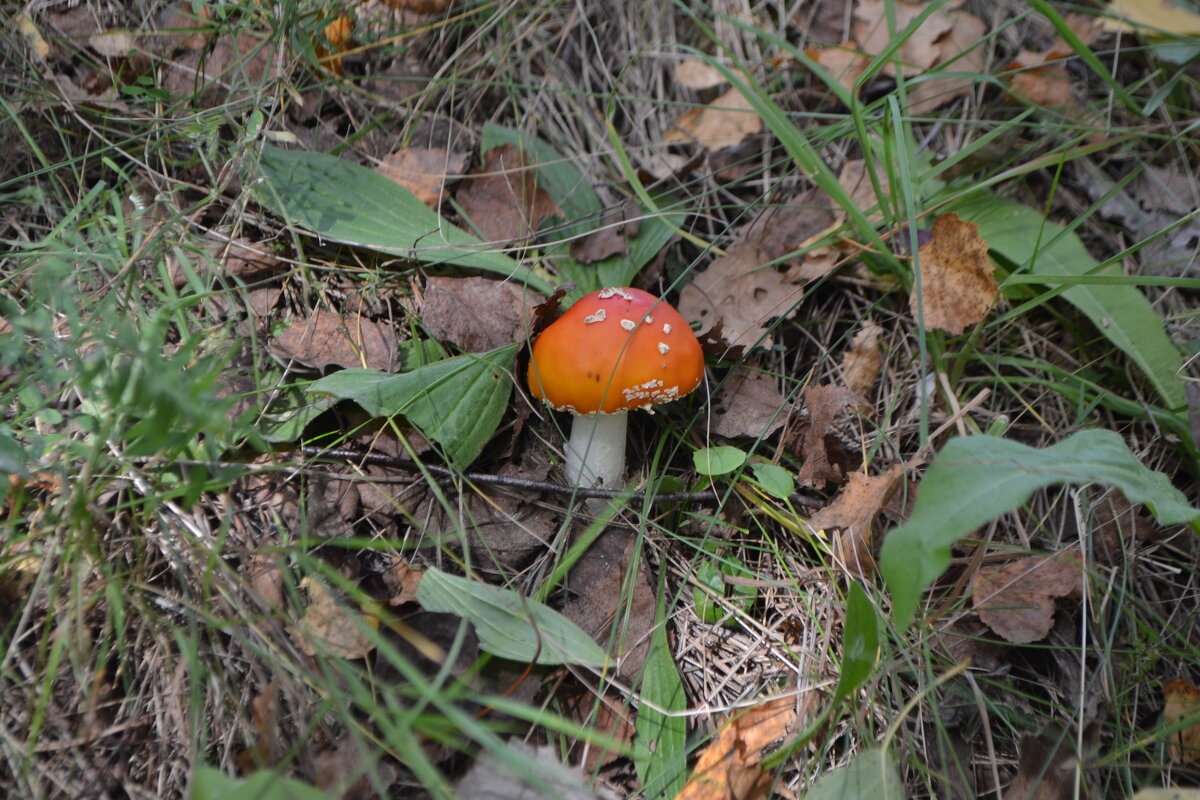Маленький житель больших лесов - Олег Ховренков