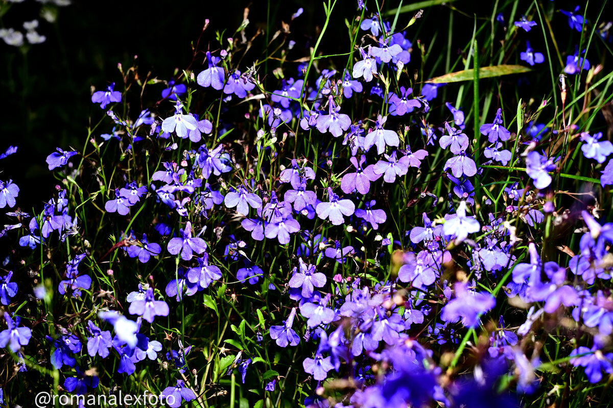 Лобелия в ночи - Роман Алексеев