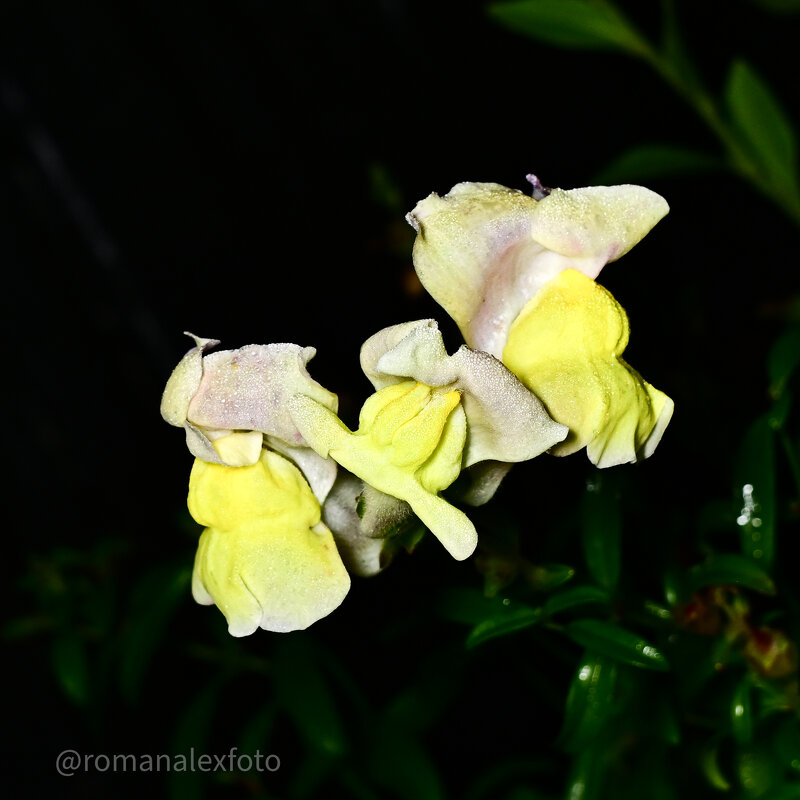 Львиный зев в ночи - Роман Алексеев Львиный зев в ночи - Роман Алексеев