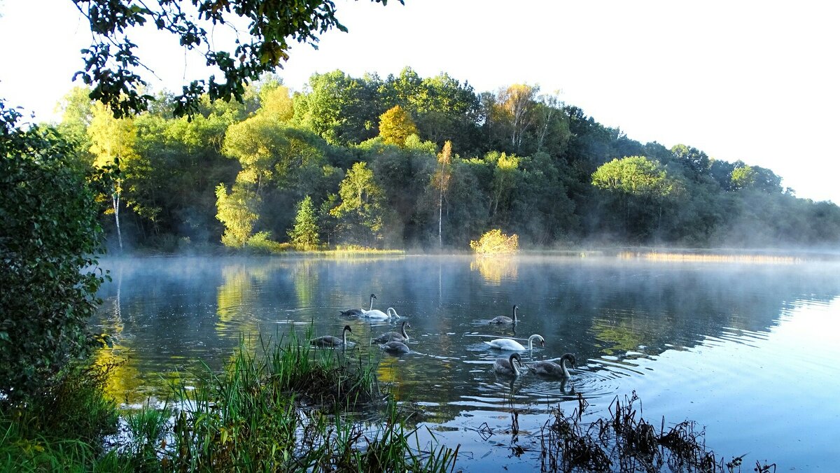 Лебединая семья привыкла к людям. - Милешкин Владимир Алексеевич 